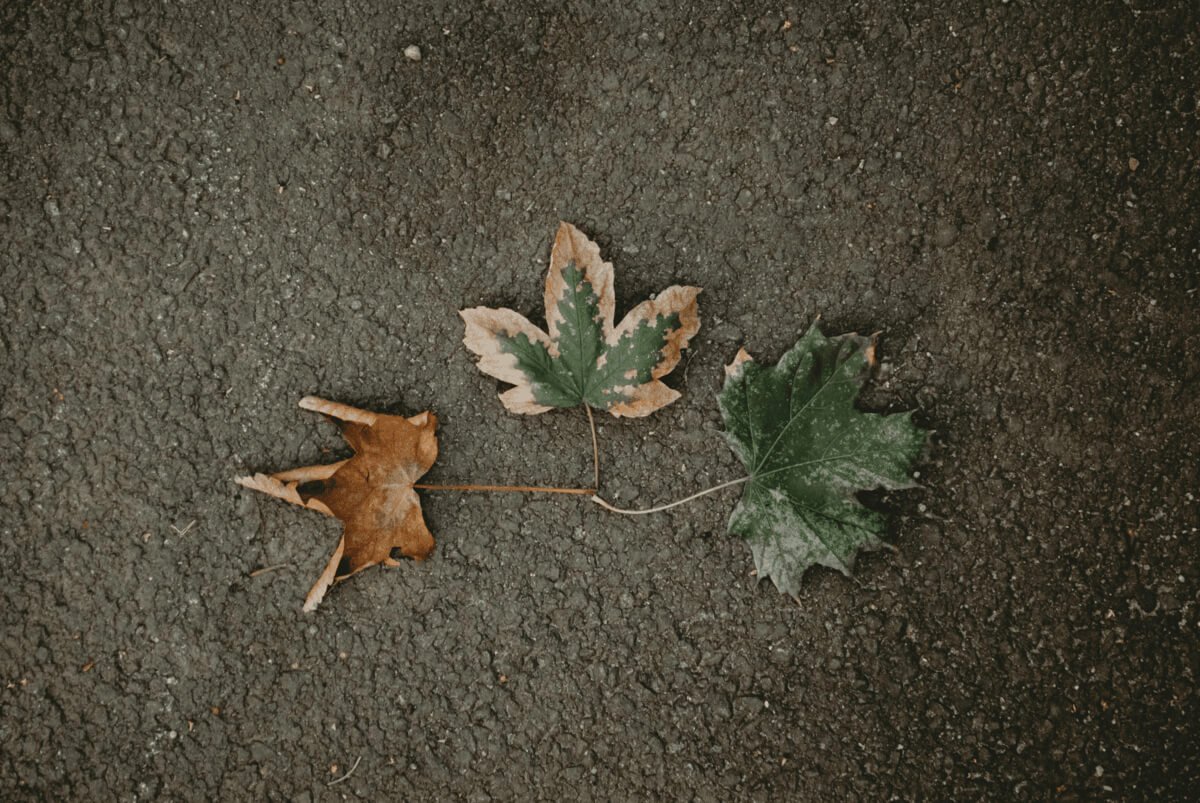 Folhas secas